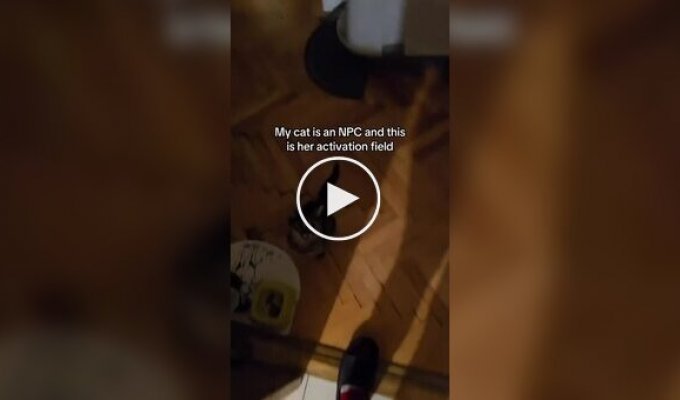 Домашний кот ведет себя так, словно он NPC в игре