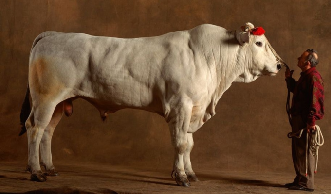 A breed of cows that is impressive for its size (6 photos)