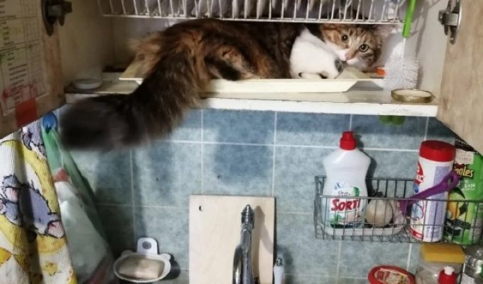 Пушистая подборка: забавные коты, которые отдыхают в неожиданных местах (18 фото)