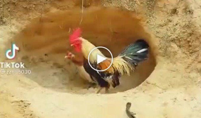 How the rooster decided to betray the hen