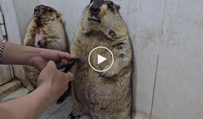 Реакция сурков на стрижку когтей