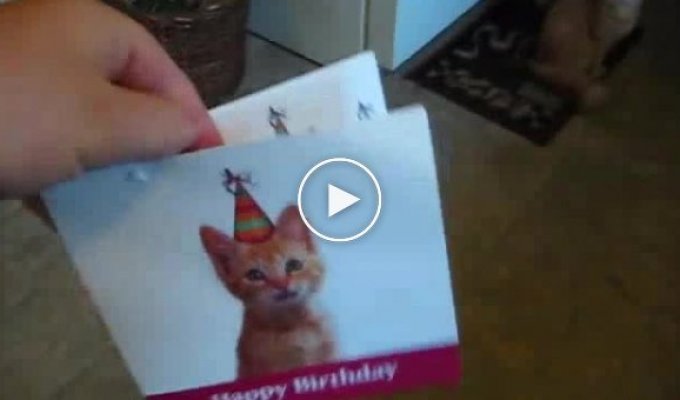 Кошке понравилась открытка