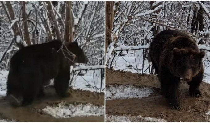 Освобождённая медведица даже на воле ходит по кругу (2 фото + 1 видео)