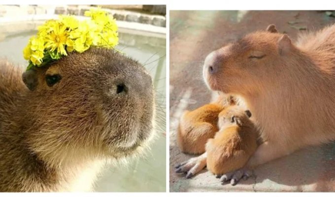 8 удивительных фактов о капибарах: как живут короли водно-болотных угодий и природные оттоманки (10 фото)