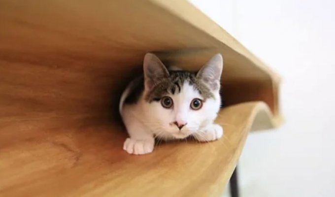 22 Clever and Creative Designs Made for Pets (23 Photos)