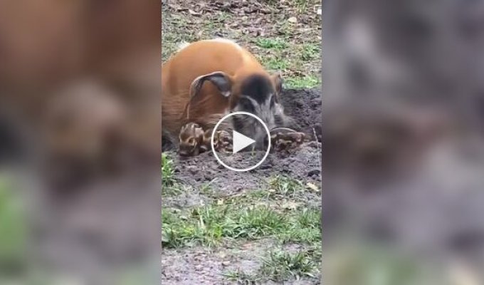Кистевуха свиня відпочиває зі своїми поросятами