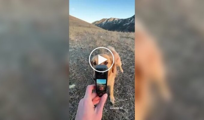 Мужчина дал своей собаке камеру