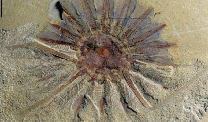 В Китае обнаружен древний морской монстр, которому около 520 миллионов лет (5 фото)