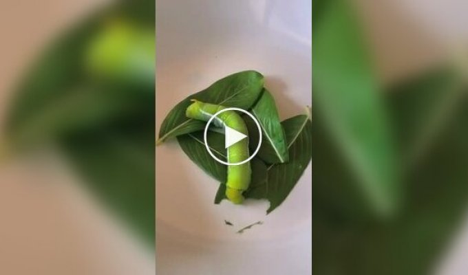 Natural granulation of tea with the help of a caterpillar