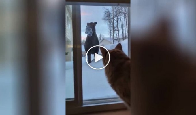 «Ничего себе!»: кот увидел за окном лося