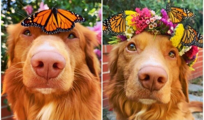 Майло - чудо-пес, который дружит с бабочками (17 фото)