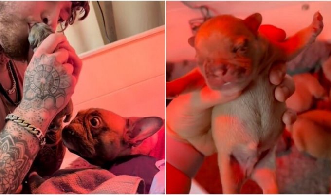 The guy “revived” a stillborn puppy in 2 minutes (6 photos + 1 video)