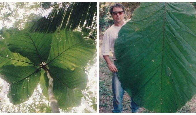 Кокколоба – для його опису довелося чекати, доки з насіння виростуть дерева (5 фото)