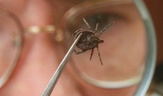 10 Parasites to Watch Out for This Summer (11 Photos)