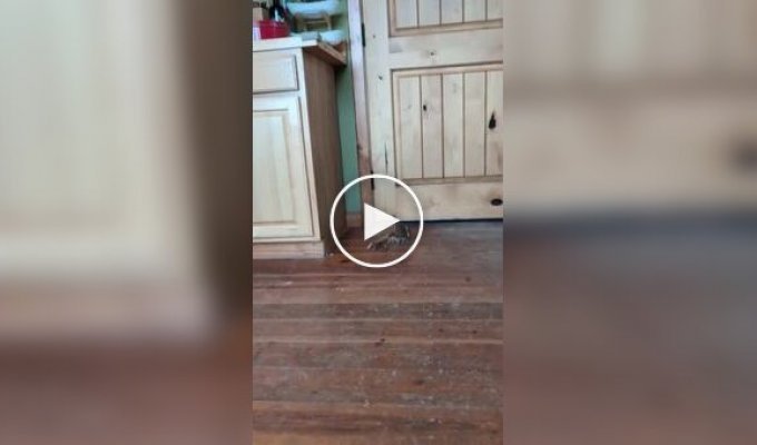 Броненосец поймал яблоко