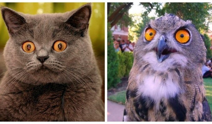 Shocked, amazed, discouraged: how different animals can be surprised (21 photos)