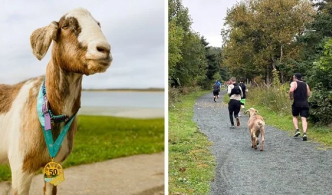 A Goat Named Joshua Became a Half Marathon Star and Received a Medal (10 photos)