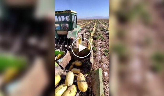 Pumpkin harvest in the city of Abada, Persia