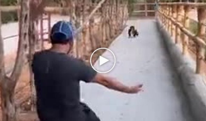 Встреча с маленькой обезьянкой