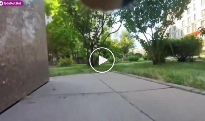Cats in Kazakhstan help search for missing fellow felines