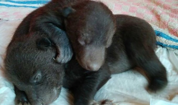 В Новой Москве обнаружили двух новорожденных медвежат (2 фото)