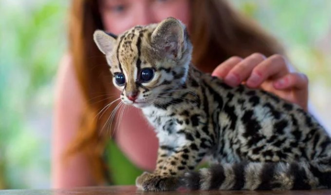 These Charming Ocelots (31 Photos)
