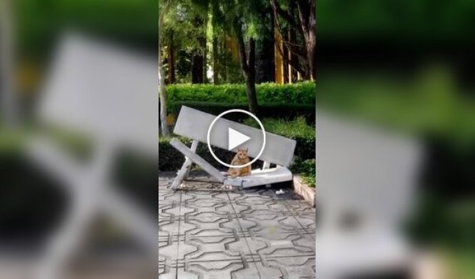 A cat busily sat down on a destroyed bench