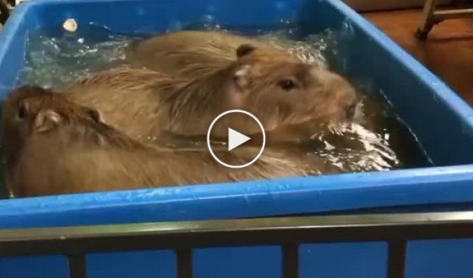 Capybaras in their private pool