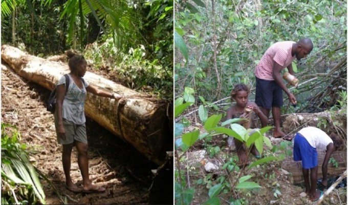 Жители острова 14 лет судились с компанией, которая уничтожала местные леса (27 фото)
