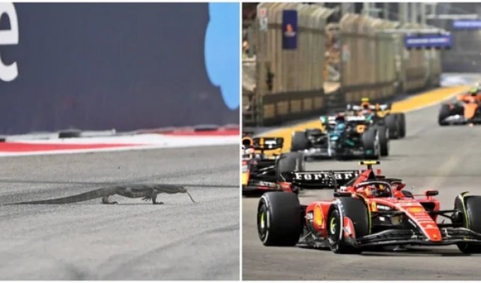 A monitor lizard in Singapore decided to compete with Formula 1 racers (4 photos + 1 video)