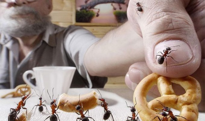 Картины нескучной муравьиной жизни от Андрея Павлова (20 фото)