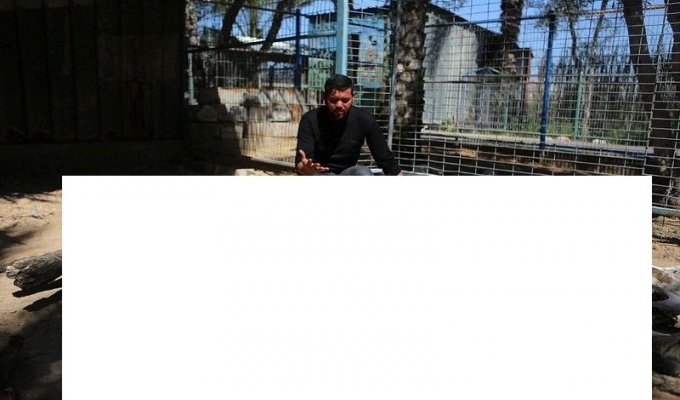 Умершие от голода животные зоопарка в Секторе Газа (13 фото) (жесть)