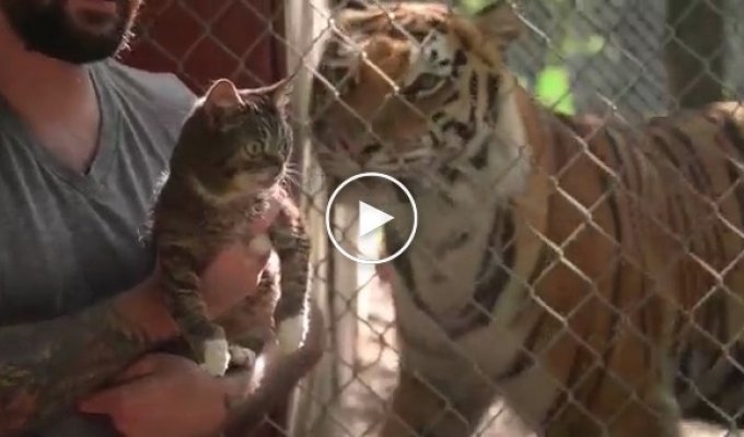 Реакція кота на тигрів у зоопарку