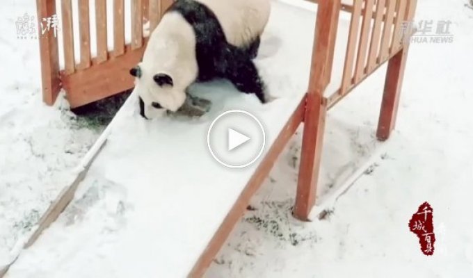 Панда радуется выпавшему снегу