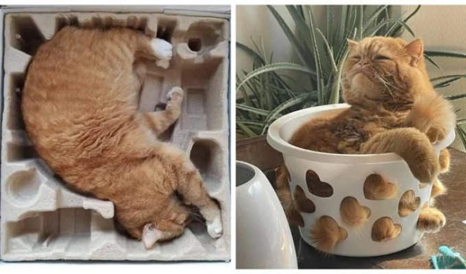 Cats can sit anywhere and however they want. Here are 22 proofs (23 photos)