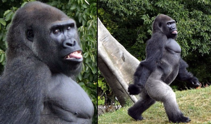 Photogenic in the animal world: a magnificent gorilla poses for a photographer at the zoo (5 photos)