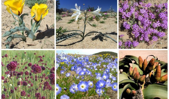 Как цветут пустыни (26 фото)