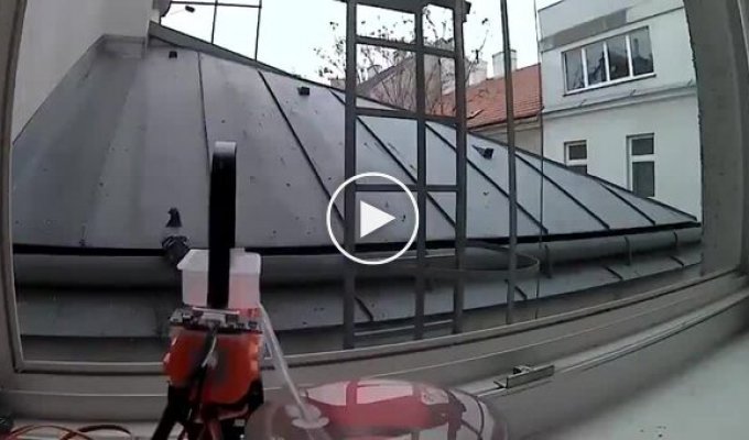 How to wean pigeons off the balcony