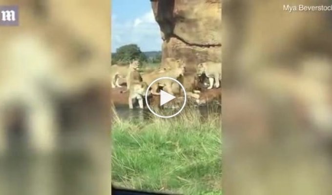 Девять львиц чуть не загрызли льва на глазах у потрясенных посетителей сафари-парка