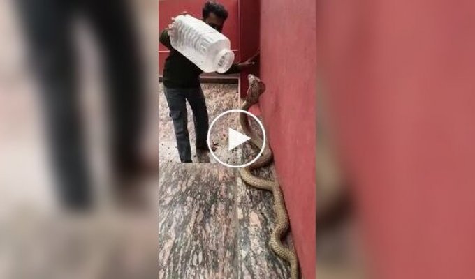 A man caught a venomous cobra using an ordinary plastic container