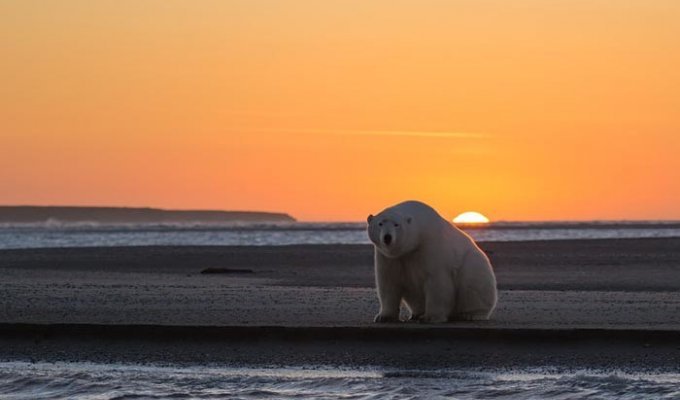 Девушка оправилась на Аляску, чтобы сфотографировать белых медведей, но там нет снега! (7 фото)
