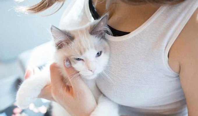 Кошки тоже без ума от женской груди (11 фото)