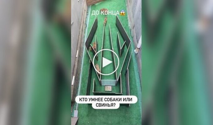 Кто умнее: собак или свинья