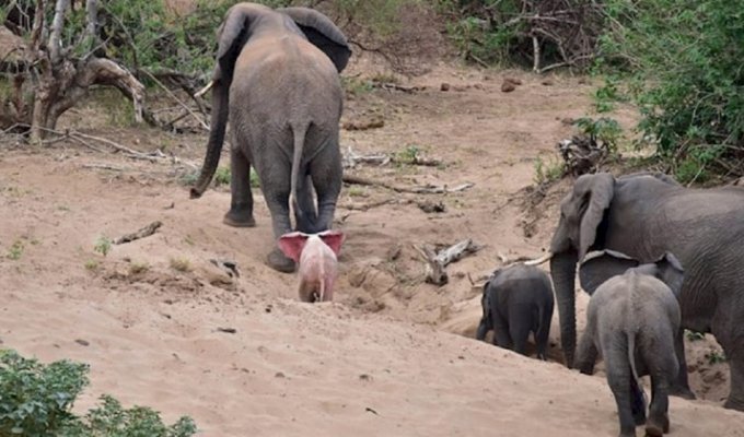 Туристы обнаружили в национальном парке слоненка-альбиноса (7 фото)