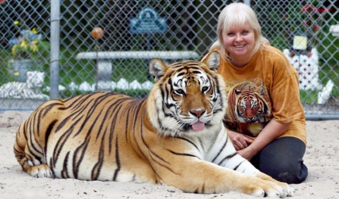 Мать тигров держит у себя во дворе двух огромных хищников (11 фото)