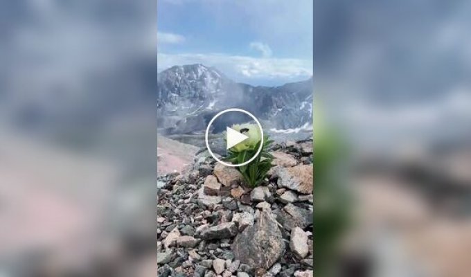 Снежный лотос в горах Тянь-Шаня