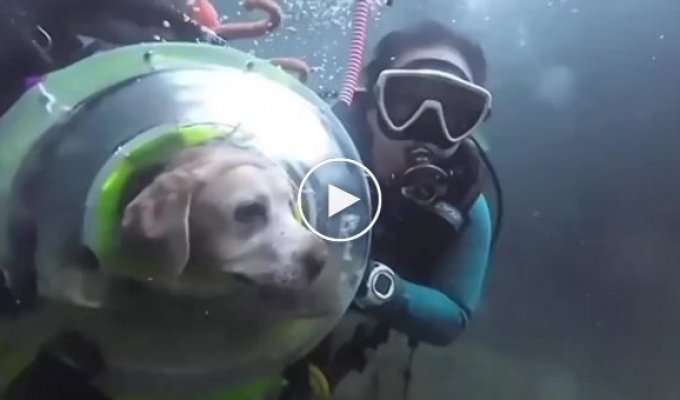 Netizens took pity on an elderly Labrador who plunged under water with his owner
