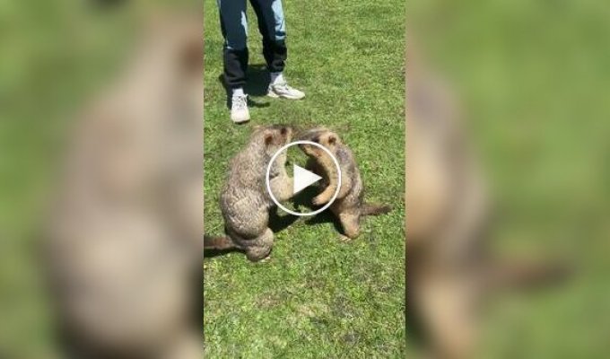 Королевство сурков в Китае