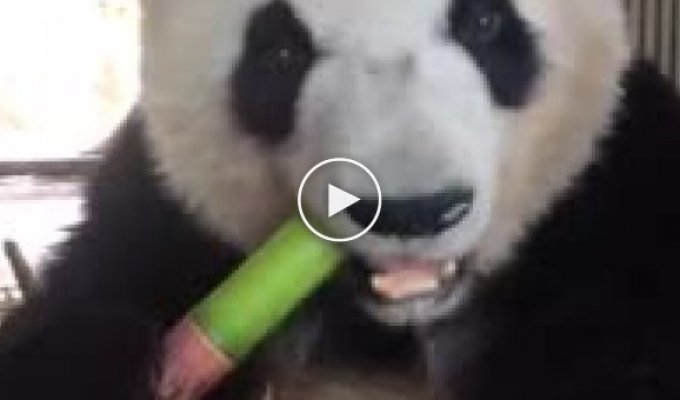 Голодная и чавкающая панда