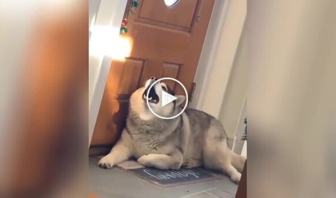 “Now I’ll sing!”: the dog gave an uninvited concert (lower sound)